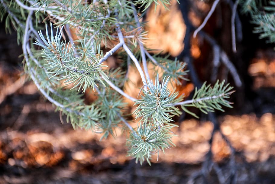 pine, needles, tree, forest, plant, nature, no people, growth HD wallpaper