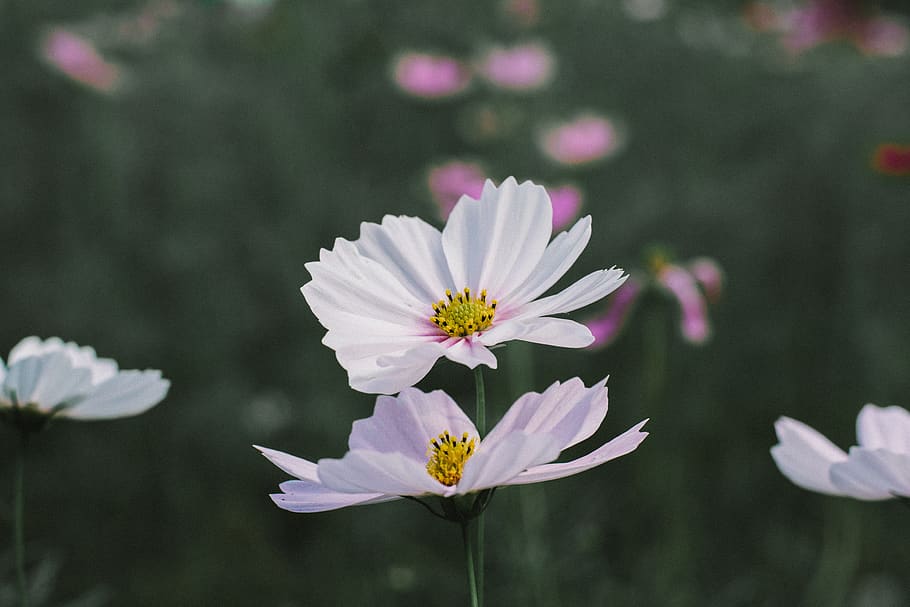 flower, flowering plant, freshness, vulnerability, fragility HD wallpaper