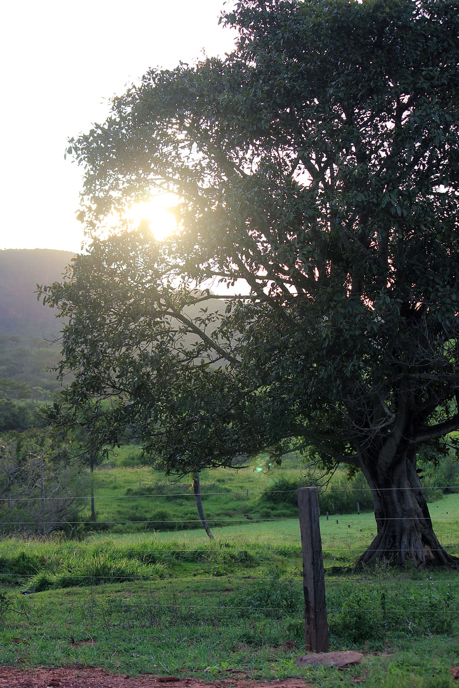 light, tree, flare, nature, plant, outdoors, tree trunk, farm HD wallpaper