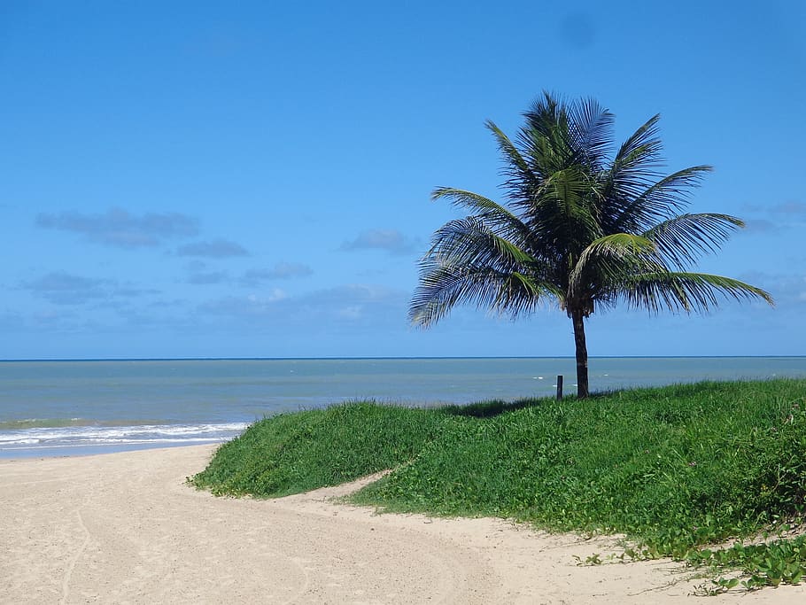 sea, ocean, beach, plant, water, land, sky, tree, tropical climate HD wallpaper