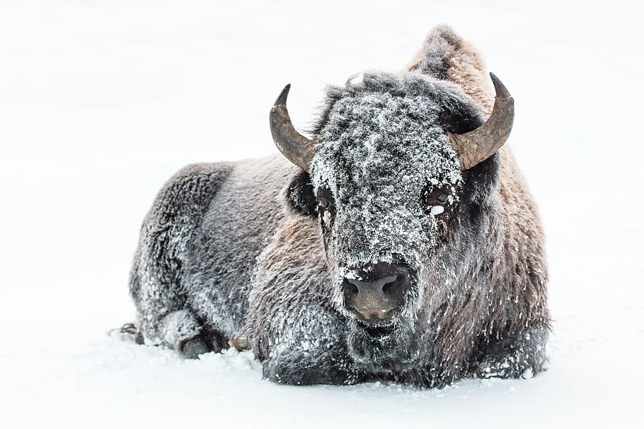 bison, buffalo, snow, winter, cold, wind, american, animal