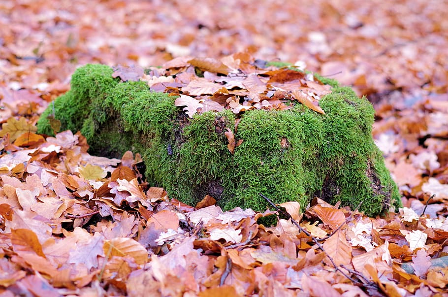 tree, moss, forest, nature, autumn, landscape, mystical, forest floor HD wallpaper