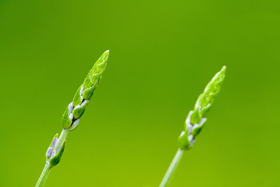green, two, pair, together, lavender, plant, fresh, green color HD wallpaper
