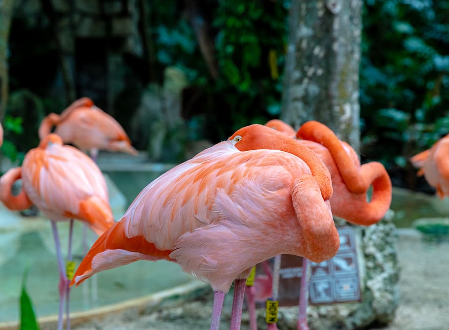 five orange ostrichs, bird, animal, animal themes, vertebrate HD wallpaper
