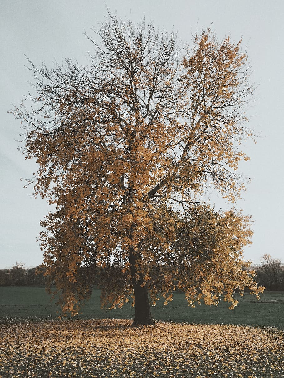 france, argancy, orange, tree, field, leaf, autumn, plant, beauty in nature HD wallpaper