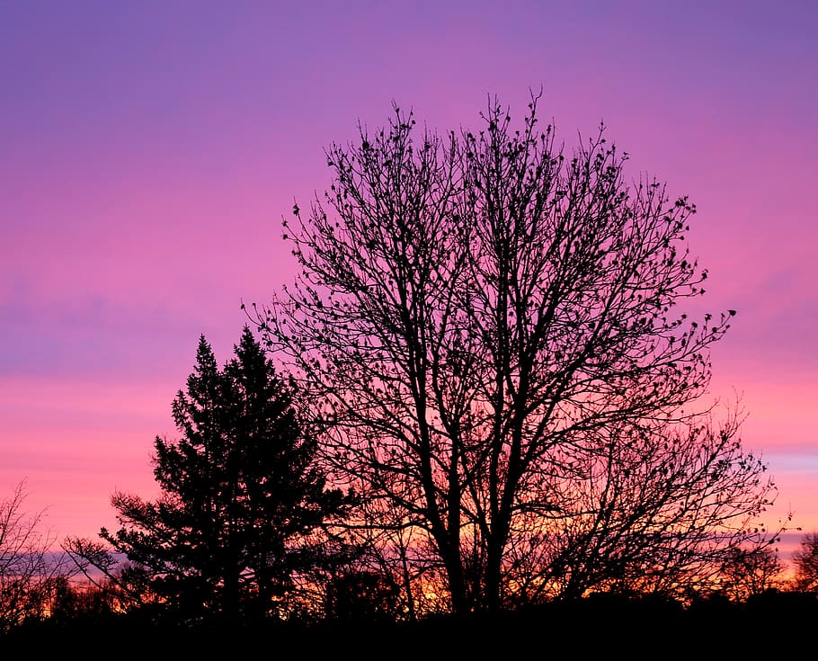 sky, tree, clouds, winter, nature, landscape, silhouette, dawn HD wallpaper