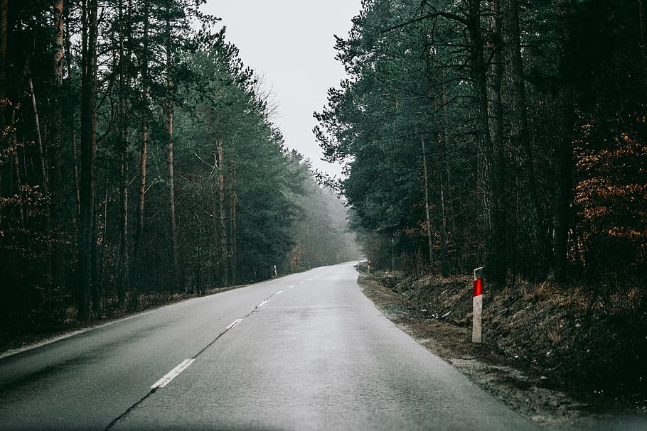 empty gray concrete road between trees, forest, poland, dirt road HD wallpaper