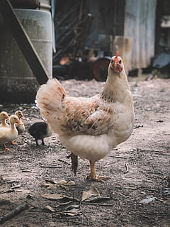 Selective Focus Photography of White Hen, animals, barn, beaks HD wallpaper