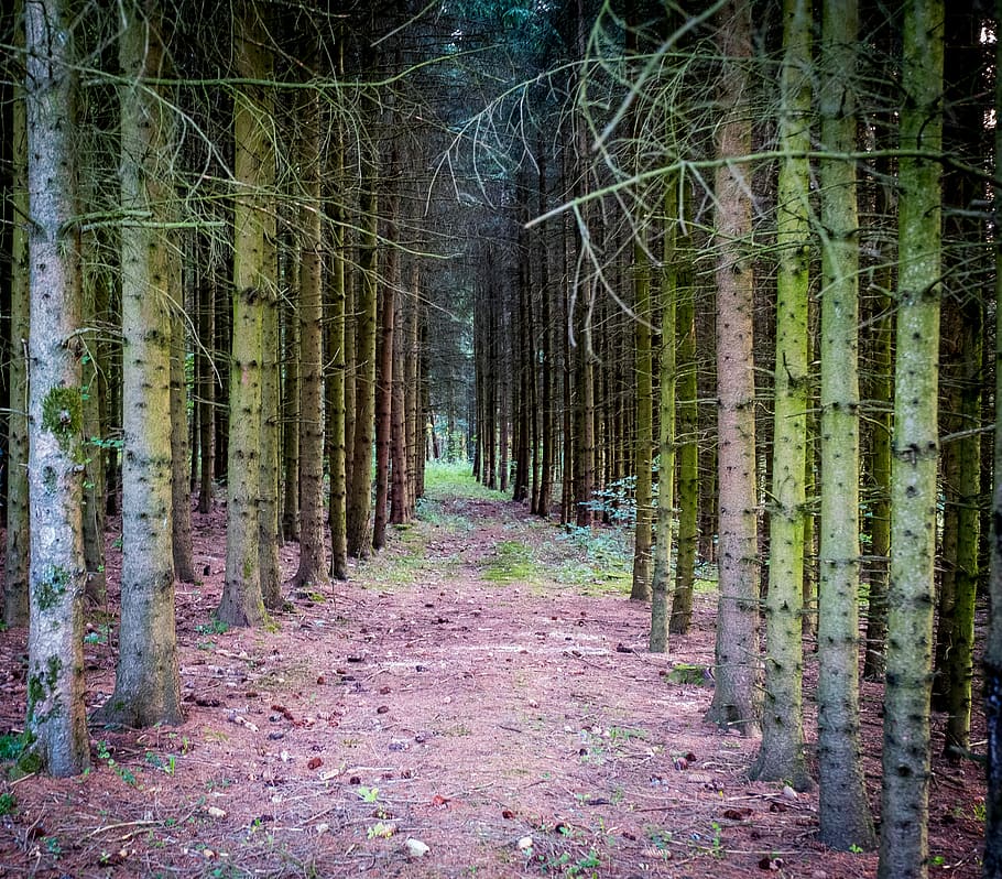 forest, away, forest path, trees, tree trunks, nature, landscape HD wallpaper