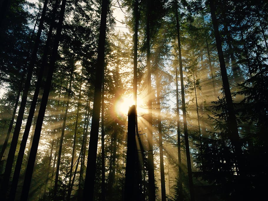 anmore, canada, bc, trees, rays of sunshine, sunrise, forest HD wallpaper