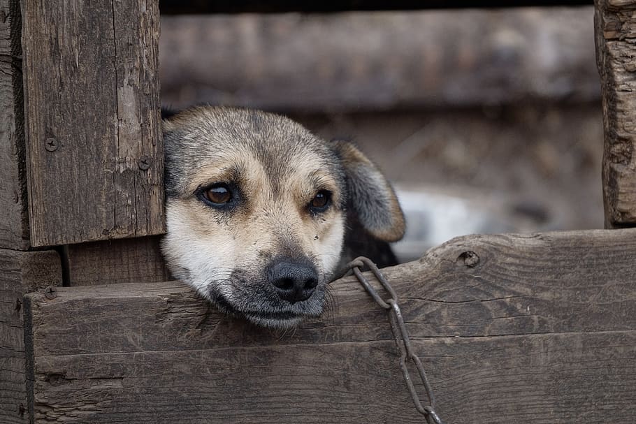 dog, booth, chain, sorrow, eyes, tosca, loneliness, nursery HD wallpaper