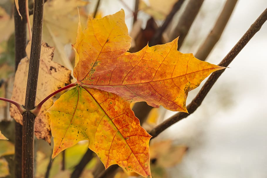leaf, maple, autumn, nature, leaves, red, colorful, seasonal HD wallpaper