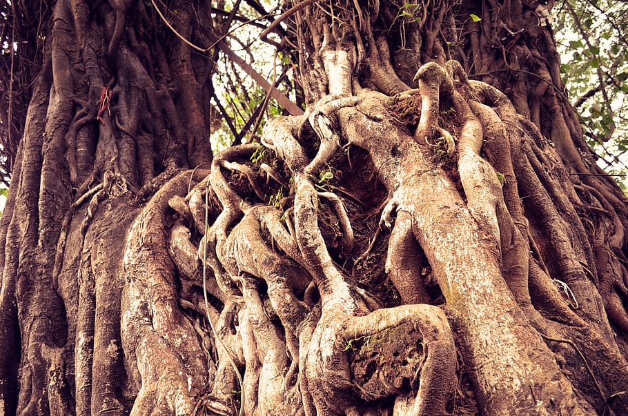 Tree roots, nature, trunk, tree trunk, plant, growth, forest HD wallpaper