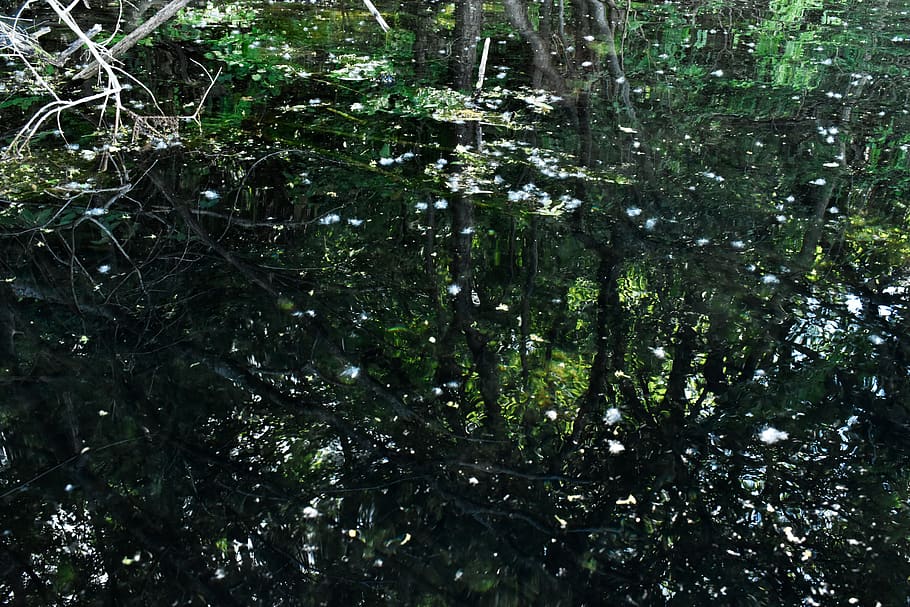 trees, water, nature, reflections, sky, plant, growth, forest HD wallpaper