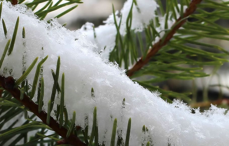 snow, winter, cold, white, frost, snowfall, font, out, park HD wallpaper