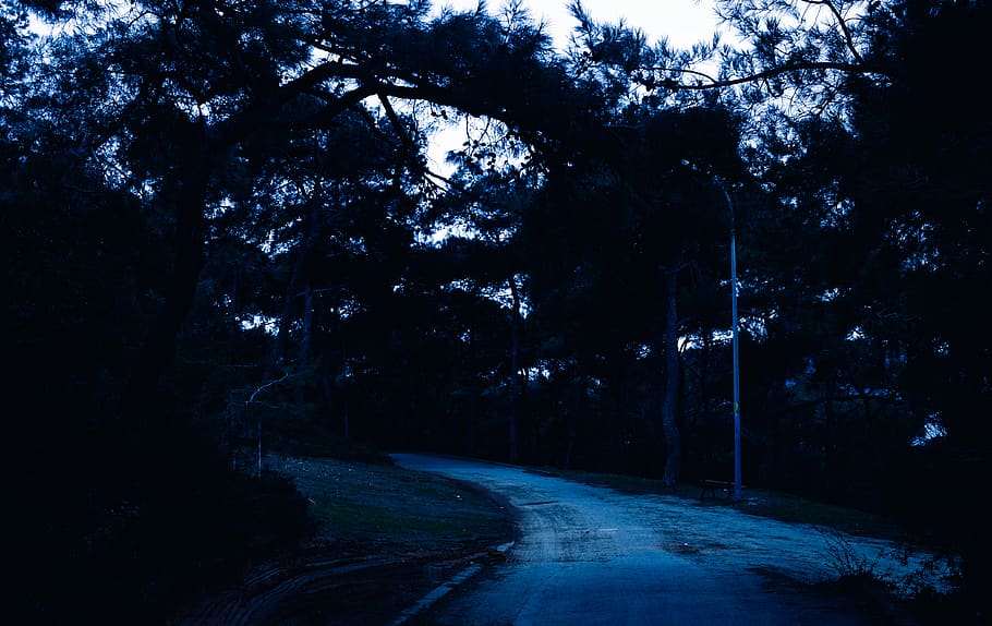 turkey, heybeliada, trees, way, dark, plant, road, direction HD wallpaper
