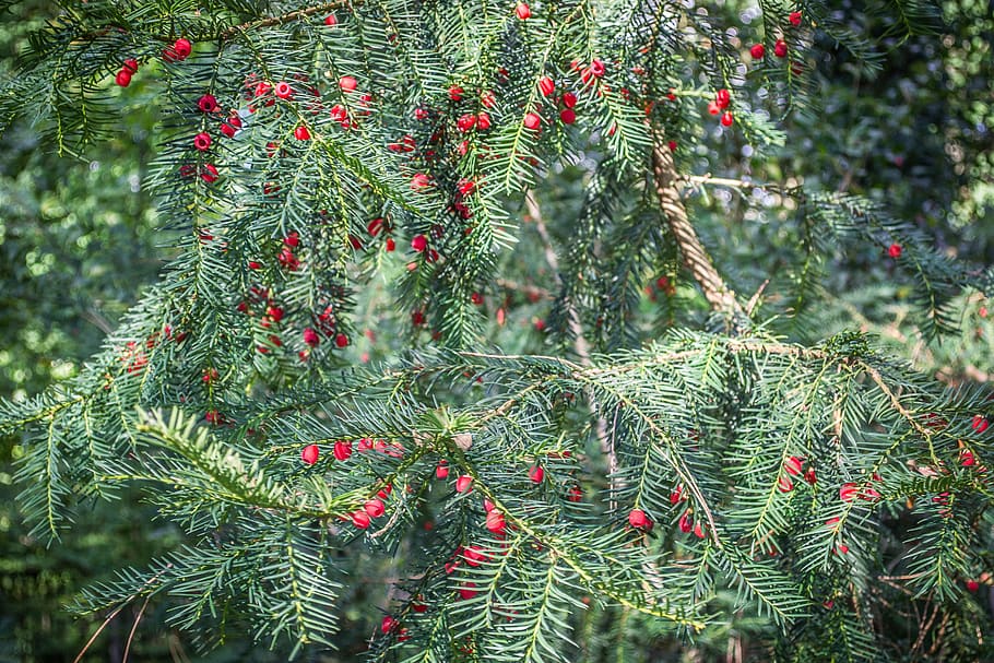 tis, red, conifer, berry, green, nature, forest, branch, plant HD wallpaper