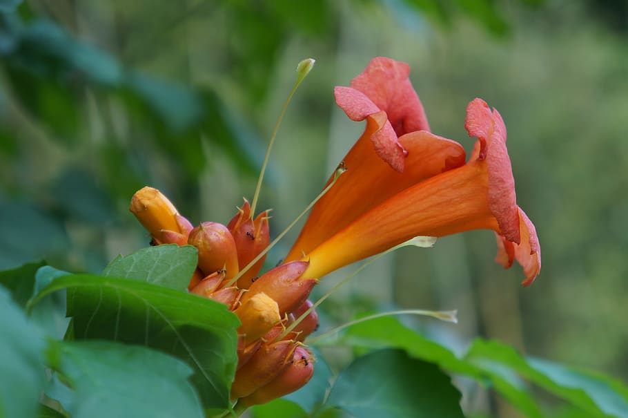 flower, trumpet creeper, ant, plant, summer, at dusk, the scenery