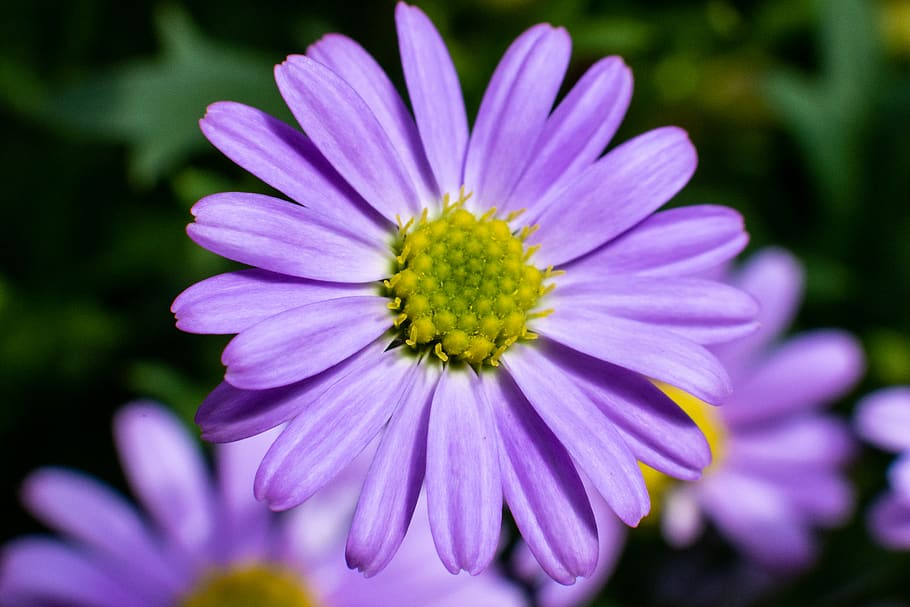 purple, macro, flower, flowering plant, freshness, beauty in nature HD wallpaper