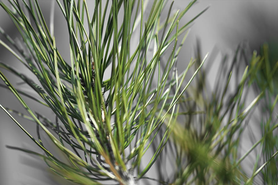 Selective Focus Photography of Linear Leaf Plant, blurred background HD wallpaper