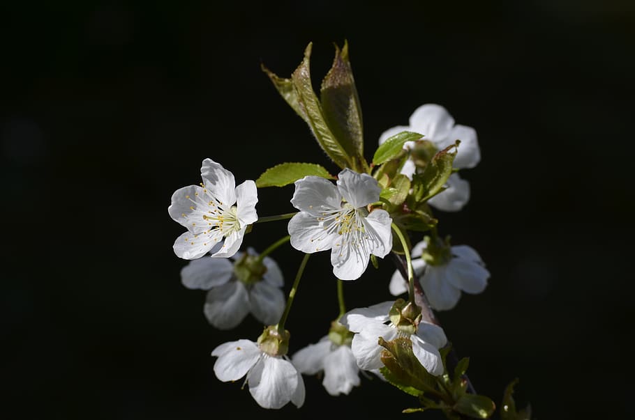 cherry, cherry blossom, cherry tree, flowering twig, spring HD wallpaper