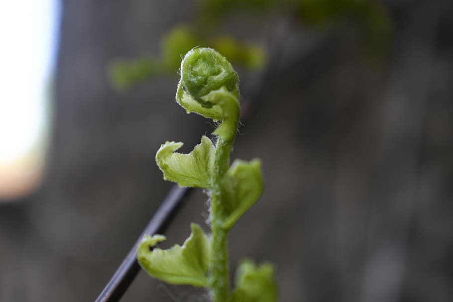 fern, regrowth, green, flowerpot, leaves, plant, close-up, green color HD wallpaper