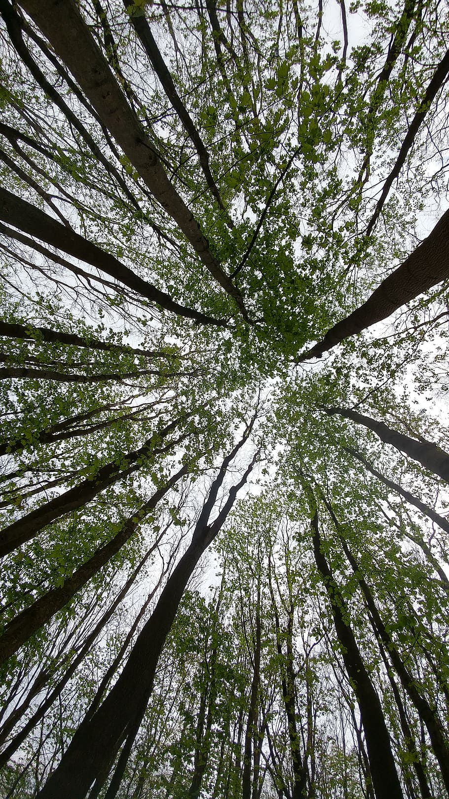 tree, forest, sky, looking up, size, green, tree trunks, nature HD wallpaper