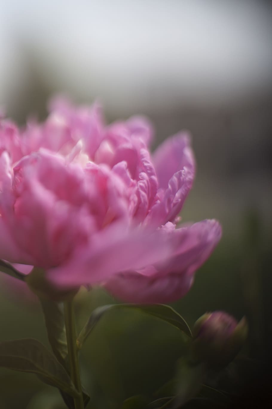 lensing, flowers, nature, flowering plant, beauty in nature HD wallpaper