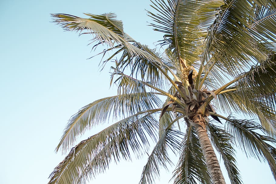 coconut tree low angle photography, palm tree, tropical climate HD wallpaper