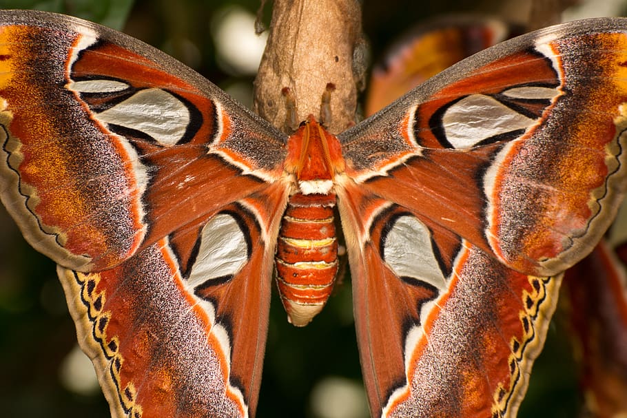 butterfly, moth, animal, bug, close-up, focus on foreground HD wallpaper
