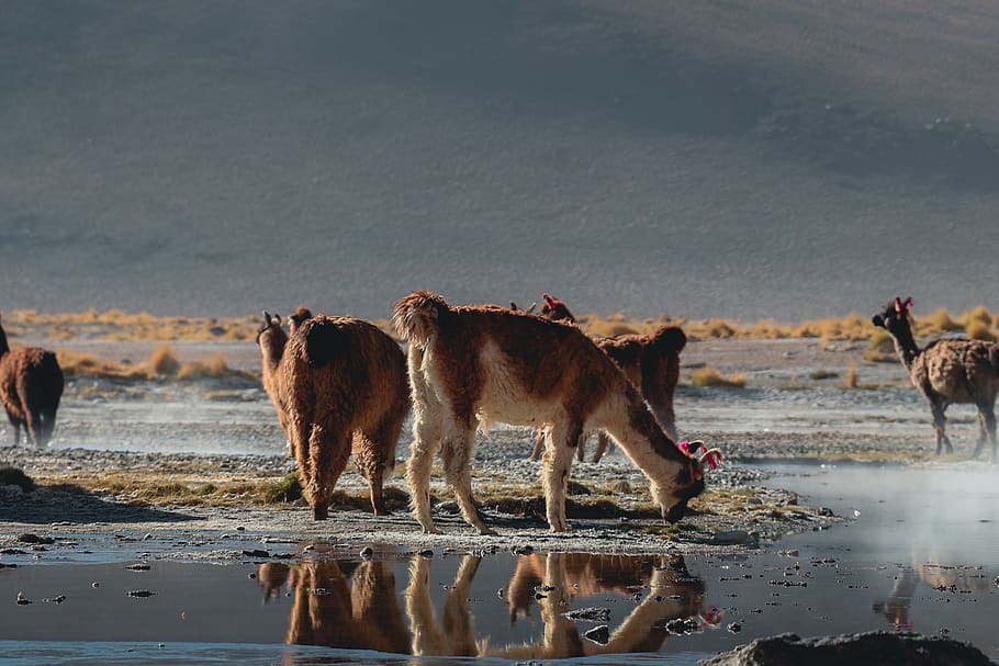 llama drinking water, bolivia, alpaca, animal, mammal, puddle HD wallpaper