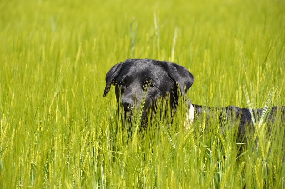 grass, dog, labrador, black, nature, meadow, green, spring HD wallpaper