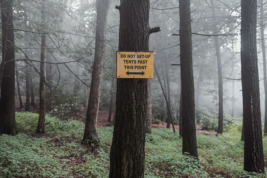 trees, forest, fog, camping, woods, haze, plant, trunk, tree trunk HD wallpaper