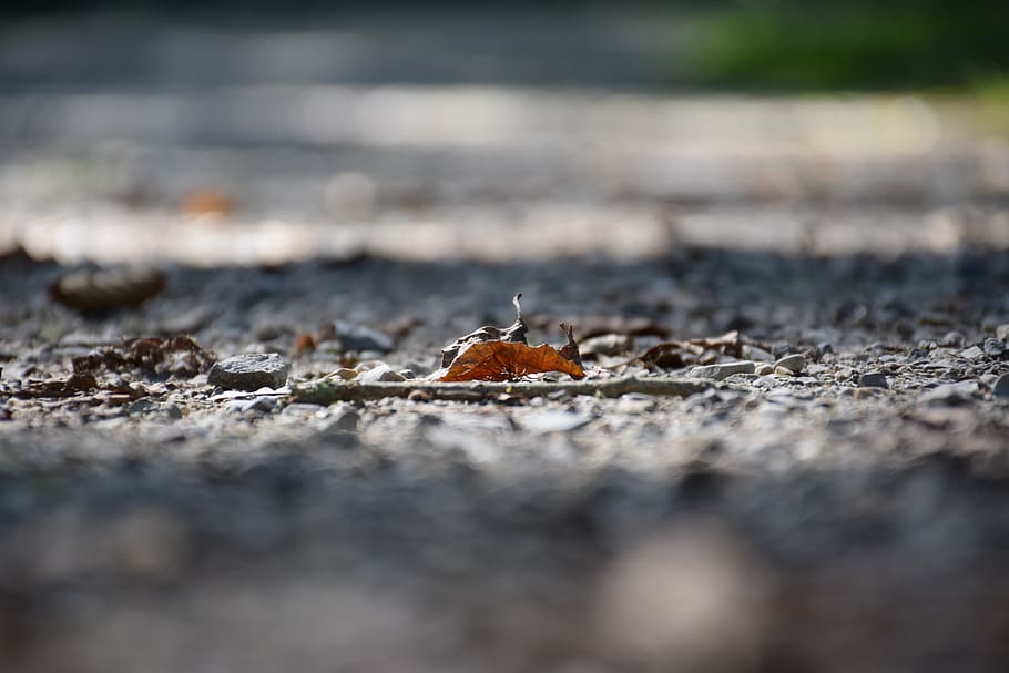 leaf, autumn, leaves, fall foliage, fall leaves, fall color HD wallpaper