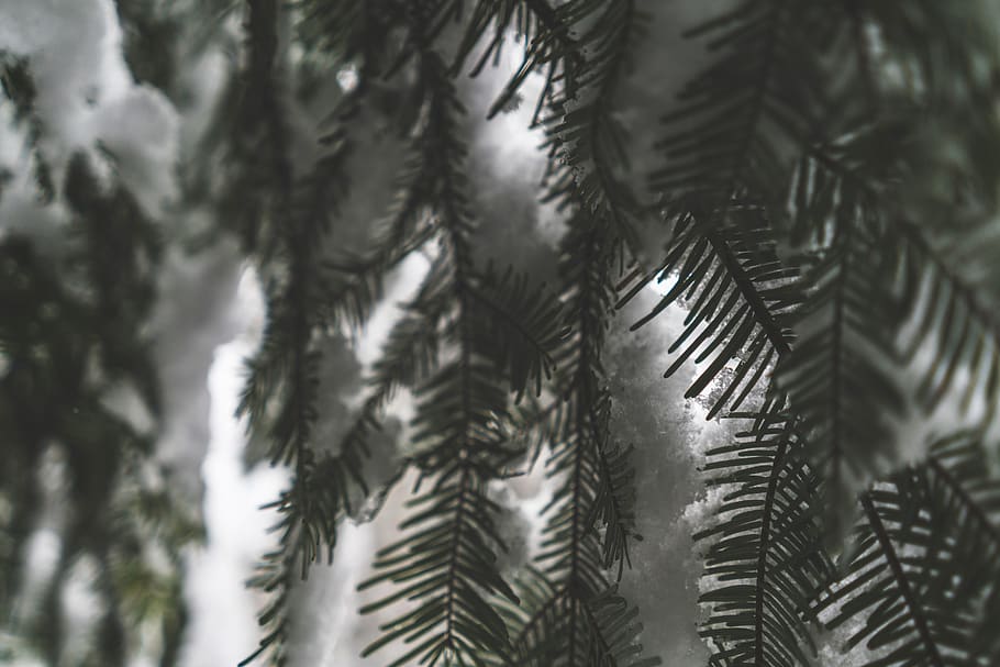 winter, tree, evergreen, pine, snow, cold, forest, outdoors HD wallpaper