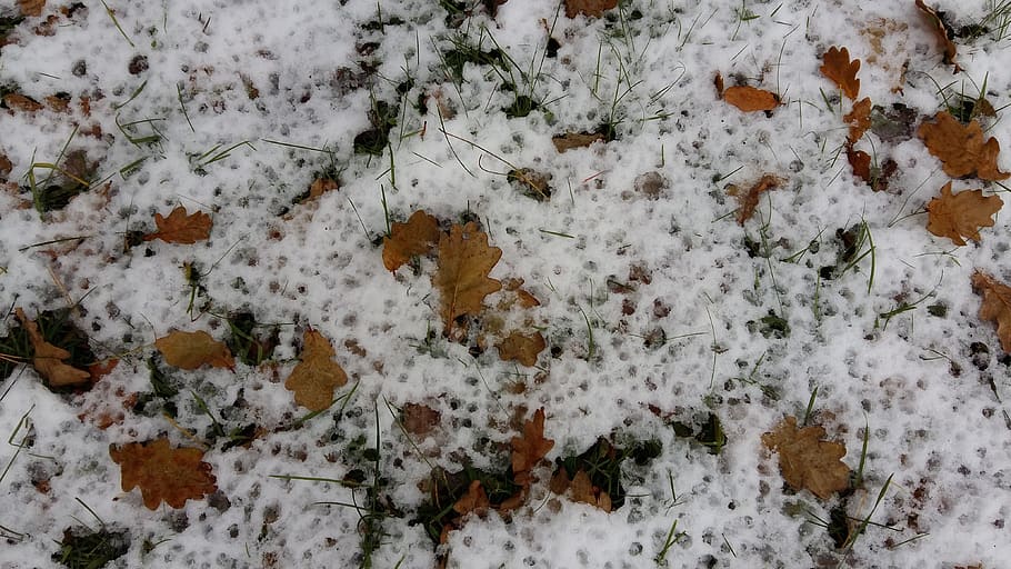 snow, grass, cold temperature, winter, full frame, no people HD wallpaper