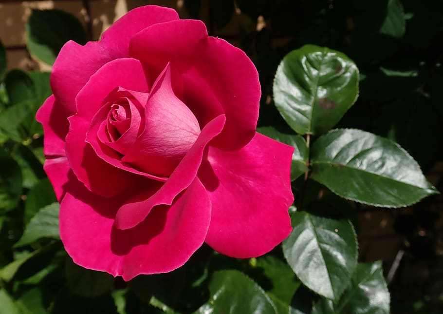 rose, red, flower, perfume, garden, nature, flowering plant HD wallpaper