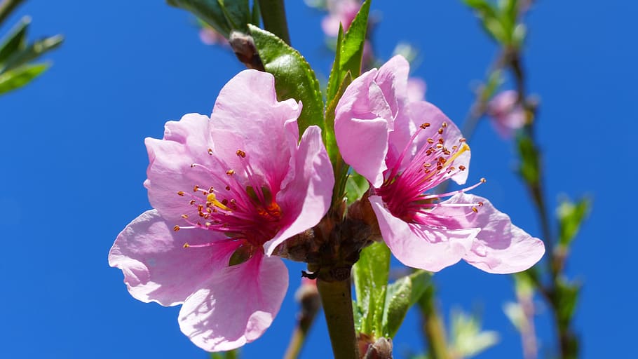flower, peach, spring, nature, pink, flowers, plant, garden HD wallpaper