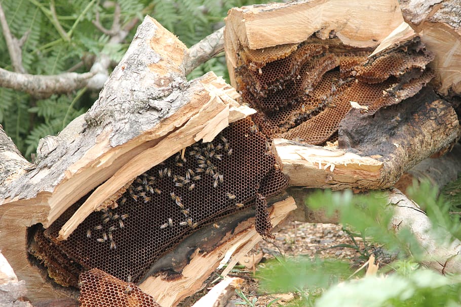 hive, bees, tree, wood, honey, outdoor, nature, log, timber HD wallpaper