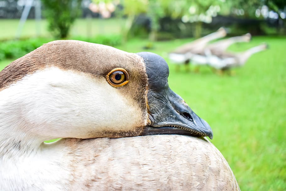 swan, feather, eye, bird head, beak, farm, pet, geese, duck HD wallpaper