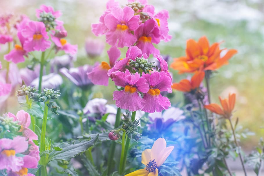 flowers, colorful, spring, flora, nature, pink, spring flowers HD wallpaper