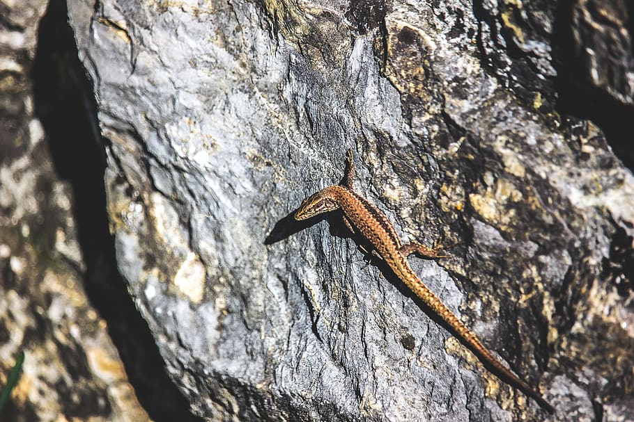 lizard, rock, italy, sun, animal, animals in the wild, animal wildlife HD wallpaper