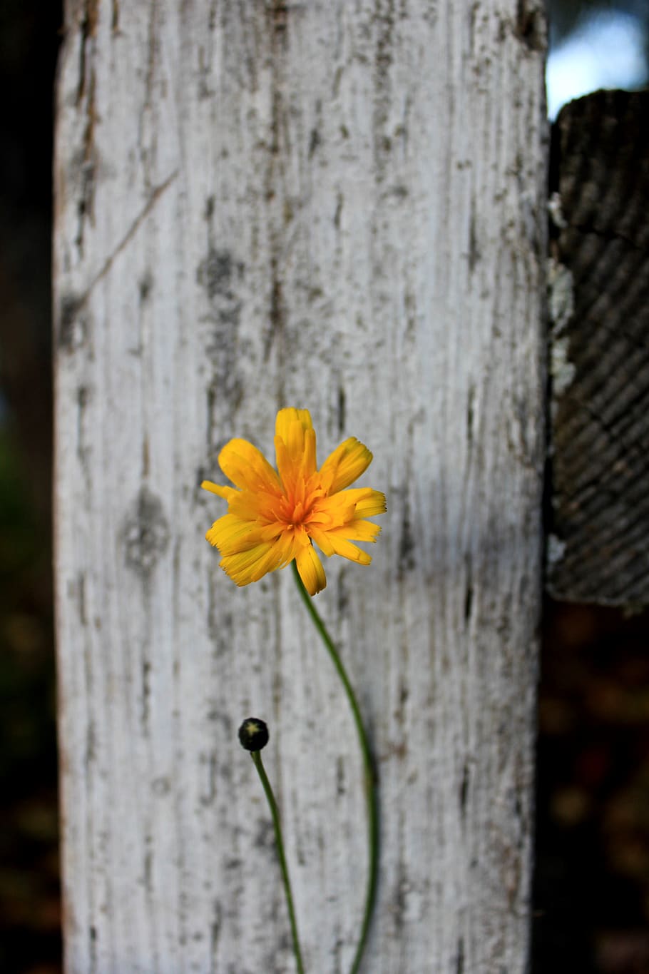 phone, wallpaper, dandelion, old, fence, white, flowering plant HD wallpaper