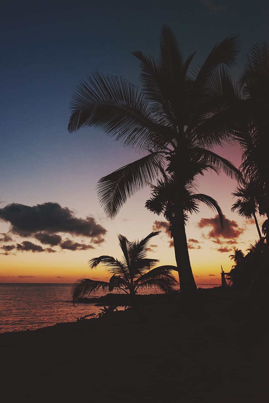 tropical, summer, palm tree, sunset, outdoors, akumal, mexico HD wallpaper