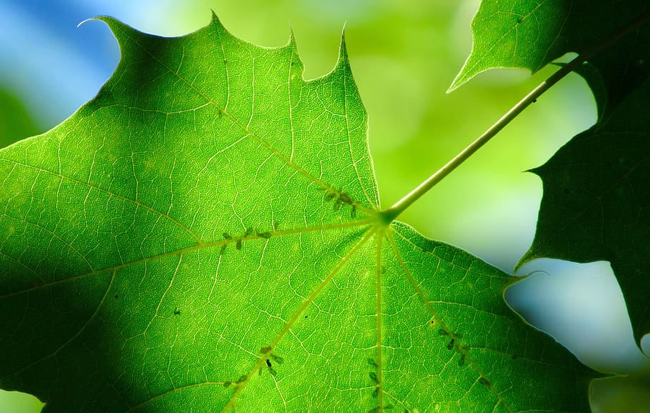 canada, penticton, leaf, tree, green, macro, plant part, green color HD wallpaper