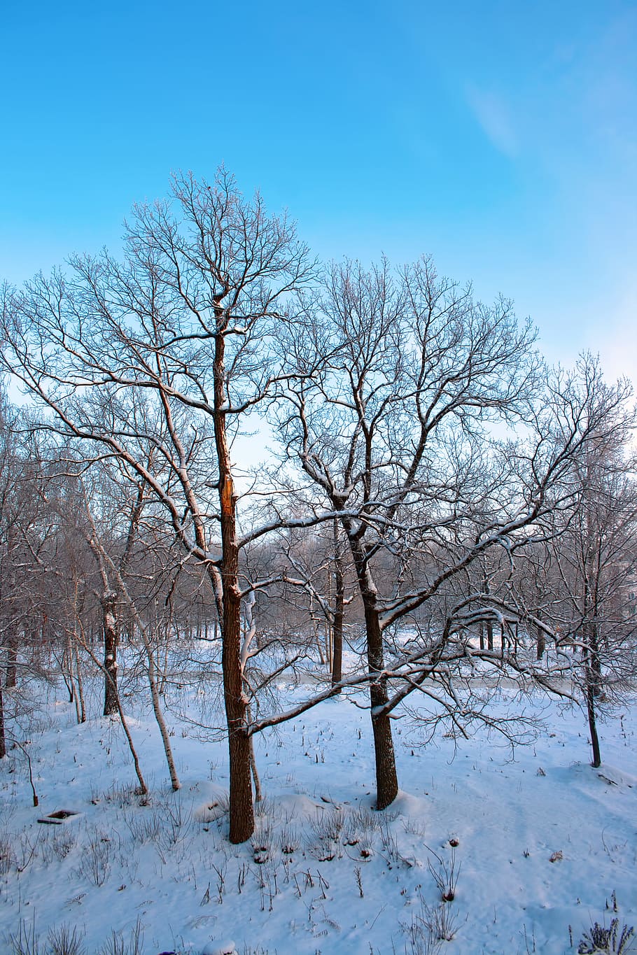 tree, winter, wintertime, outdoor, cold, park, white, day, bright HD wallpaper
