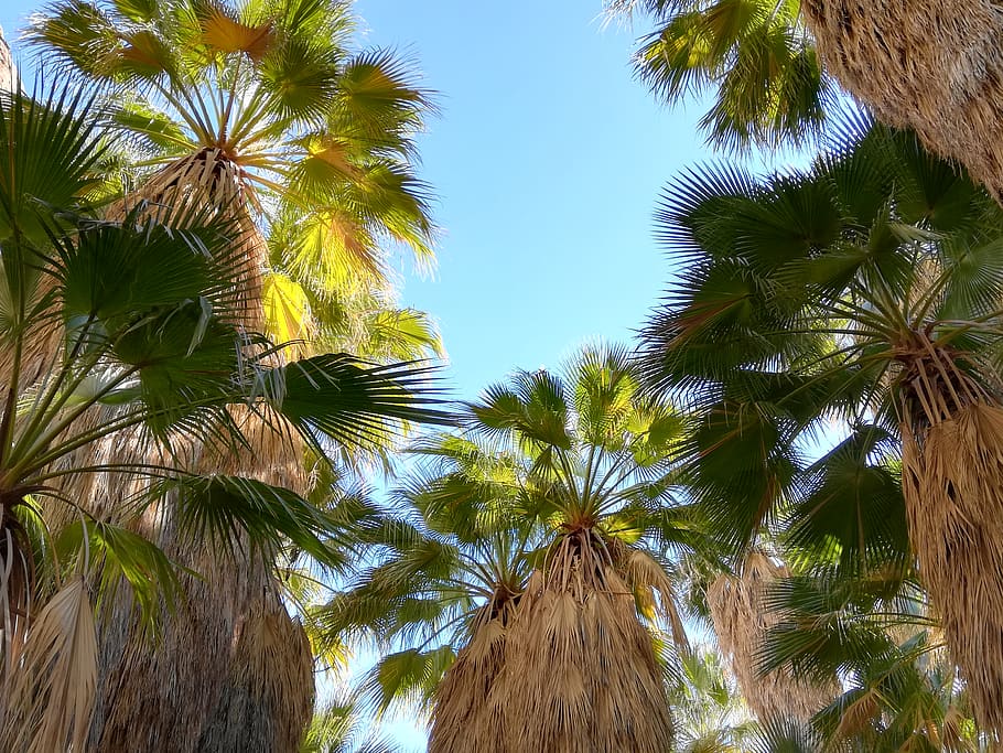 tree, plant, arecaceae, palm tree, summer, united states, palm springs HD wallpaper