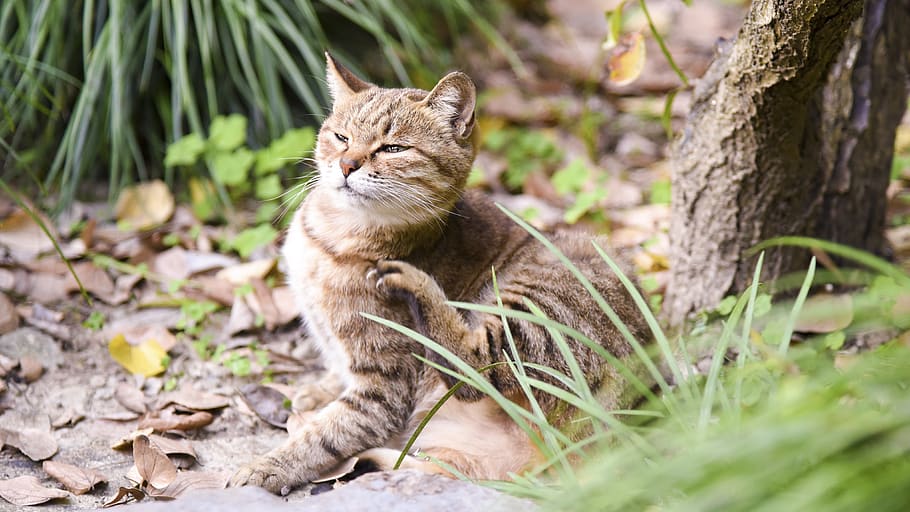 cat, kitty, kitten, animal, pets, animal themes, mammal, one animal HD wallpaper