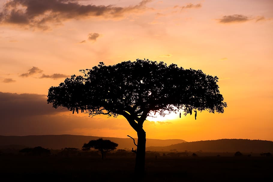 kenya, sunset, sky, silhouette, tree, plant, beauty in nature HD wallpaper