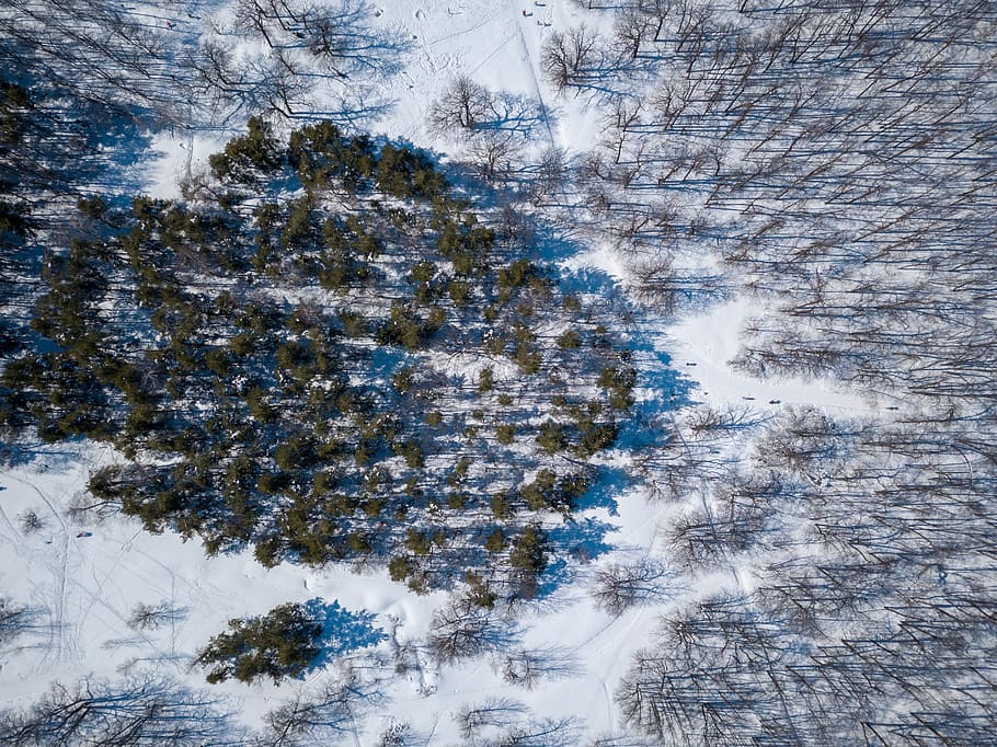 tree, forest, path, winter, cold temperature, snow, plant, beauty in nature HD wallpaper